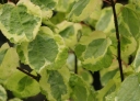 sadzonki - Grujecznik japoński CHAMELEON Cercidyphyllum japonicum C3/60-80cm