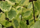 rośliny ozdobne - Grujecznik japoński CHAMELEON Cercidyphyllum japonicum C3/60-80cm