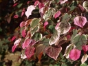 sadzonki -  Judaszowiec płaczący CAROLINA SWEETHEART™ Cercis canadensis C10/150-180cm *TL
