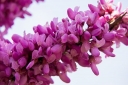 rośliny ozdobne - Judaszowiec płaczący CAROLINA SWEETHEART™ Cercis canadensis C10/150-180cm *TL
