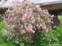 sklep ogrodniczy - Judaszowiec płaczący CAROLINA SWEETHEART™ Cercis canadensis C10/150-180cm *TL