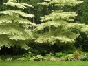 rośliny ogrodowe - Dereń skrętolistny ARGENTEA Cornus alternifolia C5/60-100cm *K9