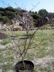 sadzonki - Dereń skrętolistny ARGENTEA Cornus alternifolia C5/60-100cm *K9