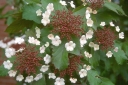 rośliny ogrodowe - Kalina Sargenta Onondaga (Viburnum sargentii Onondaga) C3/30-40cm *K22