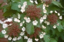 sadzonki - Kalina Sargenta Onondaga (Viburnum sargentii Onondaga) C3/30-40cm *K22