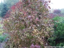 sklep ogrodniczy - Kalina Sargenta Onondaga (Viburnum sargentii Onondaga) C3/30-40cm *K22