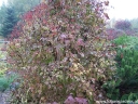 rośliny ozdobne - Kalina Sargenta Onondaga (Viburnum sargentii Onondaga) C3/30-40cm *K22