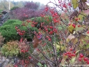 sadzonki - Kalina Sargenta Onondaga (Viburnum sargentii Onondaga) C3/30-40cm *K22