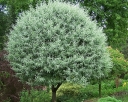 sklep ogrodniczy -  Grusza wierzbolistna PENDULA Pyrus salicifolia C5/80-100cm