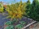 sklep ogrodniczy - Grusza wierzbolistna PENDULA Pyrus salicifolia C5/80-100cm