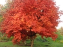 rośliny ogrodowe - Klon trójkwiatowy Acer triflorum C5/80-100cm