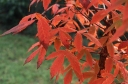 sadzonki - Klon trójkwiatowy Acer triflorum C5/80-100cm