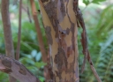 rośliny ogrodowe -  Orszelina szara 4-letnia Clethra barbinervis C7,5/80-120cm *K13
