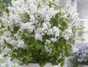 rośliny ogrodowe - Lilak FLOWERFESTA® TRICOLOR na PNIU C5/Pa80(120)cm