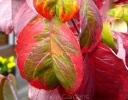 sklep ogrodniczy -  Dereń kwiecisty RAINBOW Cornus florida C5/60-80cm *5