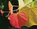 sklep ogrodniczy -  Judaszowiec kanadyjski THE RISING SUN Cercis canadensis C12/130-140cm *PACZ