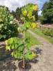 rośliny ogrodowe - Judaszowiec kanadyjski THE RISING SUN Cercis canadensis C12/130-140cm *PACZ