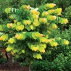 sadzonki - Judaszowiec kanadyjski THE RISING SUN Cercis canadensis C12/130-140cm *PACZ