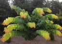 sklep ogrodniczy - Judaszowiec kanadyjski THE RISING SUN Cercis canadensis C12/130-140cm *PACZ