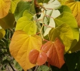 rośliny ozdobne - Judaszowiec kanadyjski THE RISING SUN Cercis canadensis C12/130-140cm *PACZ