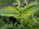 sklep ogrodniczy - Dereń jadalny Elegantissima (Cornus mas  Elegantissima)