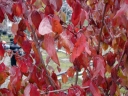 rośliny ogrodowe - Dereń jadalny Elegantissima (Cornus mas  Elegantissima)