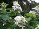 sadzonki - Hortensja 'Le Vasterival' GREAT STAR LABEL na PNIU Hydrangea paniculata C5/Pa60-80cm *17