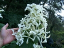rośliny ogrodowe - Hortensja 'Le Vasterival' GREAT STAR LABEL na PNIU Hydrangea paniculata C5/Pa60-80cm *17