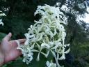 sklep ogrodniczy - Hortensja 'Le Vasterival' GREAT STAR LABEL na PNIU Hydrangea paniculata C5/Pa60-80cm *17