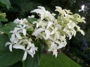 sklep ogrodniczy - Hortensja 'Le Vasterival' GREAT STAR LABEL na PNIU Hydrangea paniculata C5/Pa60-80cm *17