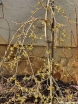 rośliny ogrodowe - Oczar płaczący PENDULUM Hamamelis - misa C4/60-80cm *K12