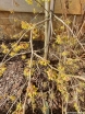 sadzonki - Oczar płaczący PENDULUM Hamamelis - misa C4/60-80cm *K12