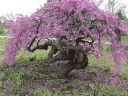 rośliny ozdobne - Judaszowiec płaczący 'RUBY FALLS' Cercis canadensis C5/80cm *T71