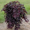 rośliny ogrodowe - Judaszowiec płaczący 'RUBY FALLS' Cercis canadensis C5/80cm *T71