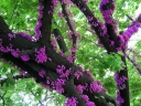 sklep ogrodniczy - Judaszowiec płaczący 'RUBY FALLS' Cercis canadensis C5/80cm *T71