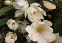 rośliny ogrodowe -  Magnolia zimozielona FAIRY MAGNOLIA® CREAM Michelia C1,5/40-50cm *K11