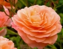 rośliny ogrodowe -  Róża okrywowa ORANGE FAIRY Rosa /C2