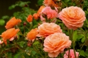 sadzonki - Róża okrywowa ORANGE FAIRY Rosa /C2