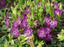 rośliny ogrodowe - Barwinek pospolity Fioletowy (Vinca minor) /P9 *7f