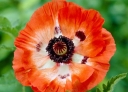 sklep ogrodniczy -  Mak wschodni PICOTEE Papaver orientale /P11
