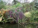 rośliny ogrodowe - Lespedeza thunbergii GIBRALTAR /C3