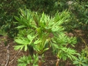 rośliny ogrodowe - Paeonia lutea var. ludlowii Piwonia tybetańska /P11 *K16