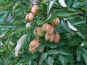 sklep ogrodniczy -  Kłokoczka trójlistkowa Staphylea trifolia C3/40-60cm *2