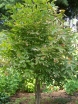 rośliny ozdobne - Kłokoczka trójlistkowa Staphylea trifolia C3/40-60cm *2
