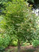 rośliny ogrodowe - Kłokoczka trójlistkowa Staphylea trifolia C3/40-60cm *2