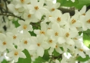 rośliny ogrodowe -  Styrak japoński FARGESII Styrax japonicus C3/50cm