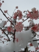sadzonki - Kalina DEBEN Viburnum bodnantense C10/80-100cm *8