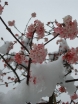 rośliny ozdobne - Kalina DEBEN Viburnum bodnantense C10/80-100cm *8