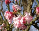 sklep ogrodniczy - Kalina DEBEN Viburnum bodnantense C10/80-100cm *8