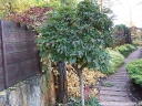 rośliny ozdobne - Kalina DEBEN Viburnum bodnantense C10/80-100cm *8